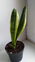 Лот: 9888392. Фото: 4. Сансевиерия (Sansevieria) щучий... Красноярск