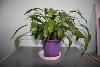 Лот: 20076798. Фото: 7. Спатифиллум узколистный с горшком...