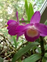 Лот: 18932551. Фото: 4. Орхидея дендробиум нобиле ,расцвел. Красноярск