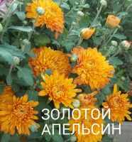Лот: 8881965. Фото: 4. Золотистый апельсин. Красноярск