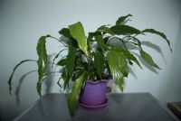 Лот: 20076798. Фото: 4. Спатифиллум узколистный с горшком... Красноярск