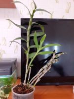 Лот: 18932551. Фото: 3. Орхидея дендробиум нобиле ,расцвел. Растения и животные