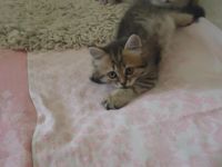 Лот: 4248088. Фото: 5. Шикарные котята!