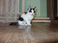 Лот: 3585615. Фото: 2. Котенок. Милая кошечка ждет своего... Животные и уход