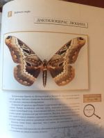 Лот: 19235468. Фото: 5. Бабочки мира, шикарная книга-альбом