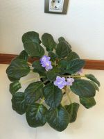 Лот: 20973320. Фото: 3. Фиалка голубая . Растения и животные