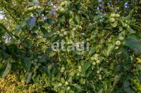Лот: 25511524. Фото: 11. участок , садоводческое товарищество...