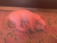 Лот: 7954614. Фото: 2. Котёнок. Животные и уход