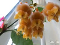 Лот: 13592382. Фото: 4. Хойя Hoya Lasiantha-2. Красноярск