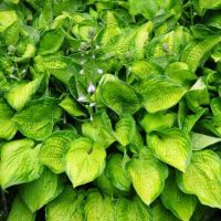 Лот: 20567138. Фото: 3. хоста Септембе Сан (September... Для дачи, дома, огорода, бани, парка