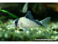 Лот: 5057271. Фото: 2. коридорас Мелини. Аквариумистика