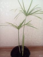 Лот: 13645530. Фото: 3. Циперус. Растения и животные