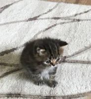 Лот: 16416577. Фото: 6. Котик - экзот,1.5 мес Срочно!
