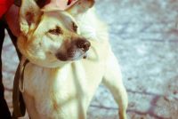 Лот: 1881794. Фото: 2. красивые собаки с приюта отдаются... Животные и уход