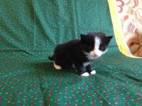 Лот: 8035167. Фото: 6. Отдам милых котят