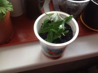 Лот: 12032879. Фото: 3. мирт. Растения и животные