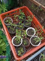 Лот: 14279912. Фото: 3. Клематис желтый видовой. Для дачи, дома, огорода, бани, парка