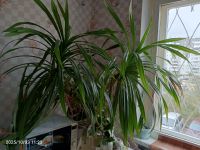 Лот: 25789508. Фото: 3. Панданус винтовая пальма растение... Растения и животные