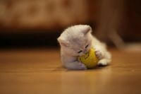 Лот: 10681683. Фото: 2. Британский котенок № 3 - девочка... Животные и уход