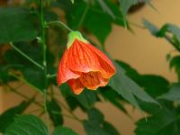 Лот: 6246766. Фото: 2. Абутилон селло, 2 метра Срочно... Комнатные растения и уход