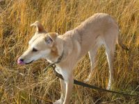 Лот: 5141796. Фото: 2. Отдам собаку. Животные и уход