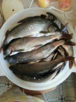 Лот: 5849113. Фото: 2. хариус солёный кг улов 16.07. Продукты