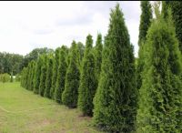 Лот: 18977901. Фото: 2. Туя от метра. Парники, теплицы