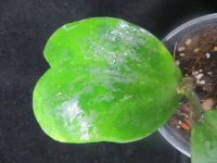 Лот: 13555730. Фото: 2. Хойя Hoya kerrii variegata. Комнатные растения и уход