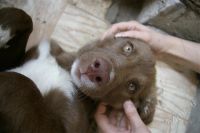Лот: 373102. Фото: 2. Крупный щенок в частный дом, помесь... Животные и уход