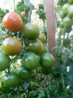 Лот: 15389790. Фото: 2. Набор семян редких сортов томатов... Семена, рассада, садовые растения