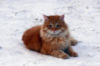 Лот: 15075828. Фото: 4. Пушистый рыженький котик ищет... Красноярск