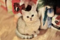 Лот: 10681633. Фото: 5. Британский котенок № 1 - мальчик...