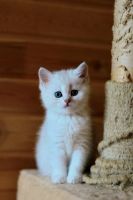 Лот: 4230468. Фото: 6. Британский котёнок 2,5 мес