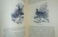 Лот: 24890275. Фото: 7. Охота на болотную и луговую дичь...