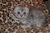 Лот: 7773413. Фото: 3. Продаются шотландские малыши. Растения и животные