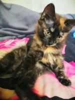 Лот: 14337984. Фото: 2. Котята. Животные и уход