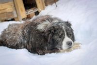 Лот: 8547250. Фото: 4. Отдам кавказскую овчарку бесплатно. Красноярск