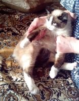 Лот: 13669023. Фото: 6. Котик 6 месяцев в добрые руки