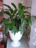 Лот: 8061690. Фото: 3. Спатифиллум. Растения и животные