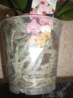 Лот: 921861. Фото: 3. Орхидея фаленопсис белая с малиновой... Растения и животные