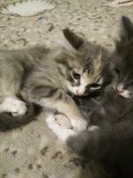 Лот: 12035673. Фото: 4. Подарю котят. Красноярск