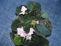 Лот: 1146804. Фото: 2. фиалка 2. Комнатные растения и уход