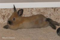 Лот: 1046797. Фото: 3. Декоративный кролик с клеткой... Растения и животные