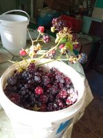 Лот: 19442518. Фото: 4. ежемалина N 11. Красноярск