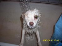 Лот: 83486. Фото: 3. Сторожевой кот. Растения и животные