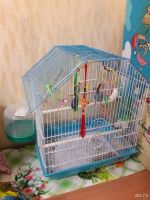Лот: 9446759. Фото: 4. Волнистый попугай с клеткой. Красноярск