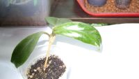 Лот: 10897220. Фото: 3. Хойя (Hoya Callistophylla) укоренённый... Растения и животные