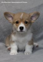 Лот: 24785841. Фото: 7. Щенки вельш-корги пемброк