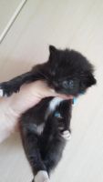 Лот: 7874993. Фото: 5. Котенок Манчкин, нестандарт-2