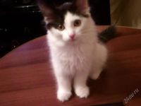 Лот: 1392698. Фото: 2. Котяточки. Животные и уход